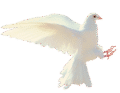 dove, white, isolated, flight, bird, white pigeon, nature, flying