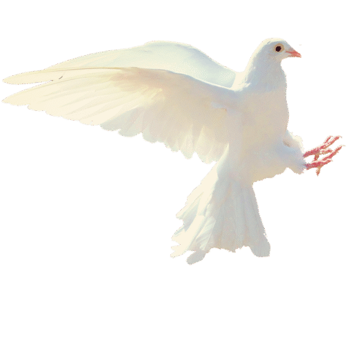 dove, white, isolated, flight, bird, white pigeon, nature, flying