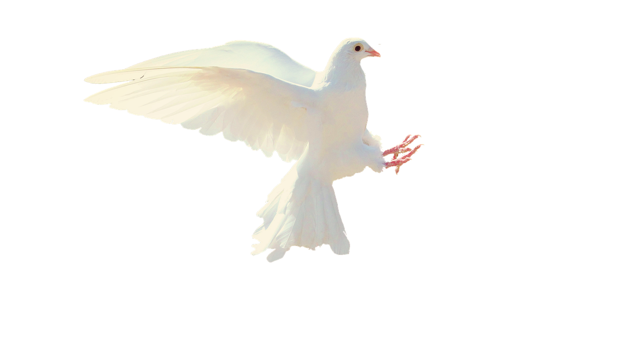 dove, white, isolated, flight, bird, white pigeon, nature, flying